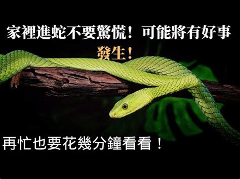 家裡有蛇 風水|【家裡有蛇 代表】家中驚現蛇跡！代表吉兆還是凶兆？